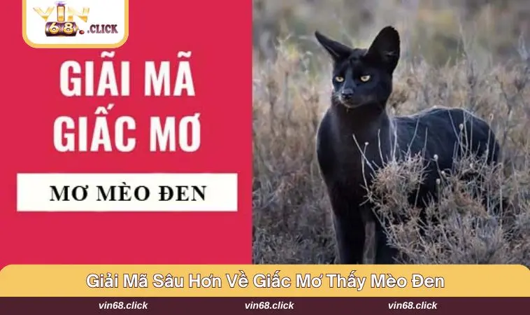 Tìm hiểu thêm những khía cạnh khác về mèo đen